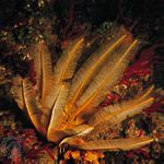 Estrella de ploma