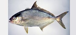 Albacora Yellowtail