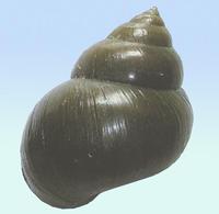 Cipangopaludina