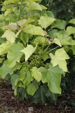 Jatropha