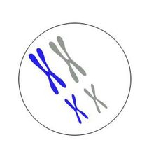 Cromosomes homòlegs
