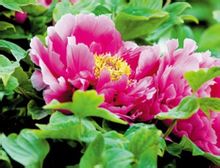 Luoyang Peony cel