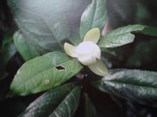 Magnolia