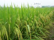 L'arròs híbrid: conrear arròs fet per hibridació