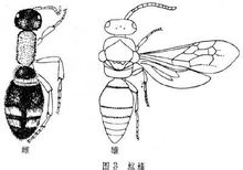 Formiga Hymenoptera